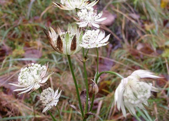 Plein Centre 4 Personnes Lejlighed *